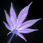 Picture for song 'Benefits of Marijuana and Government Monopoly' by artist 'Diego Music Creations'