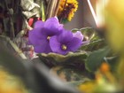 Picture for song 'Tango' by artist 'dj Pafcio'