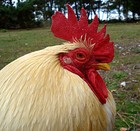 Picture for song 'Pickin' On The Chicken' by artist 'Alan D David'