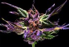 Picture for song 'Purp & Cognac **PREMIUM**' by artist 'East Wind Productions'