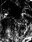 Picture for song 'Pt. I- faceless gods' by artist 'Fields of Fire'
