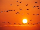 Picture for song 'birds fixd.mp3' by artist 'FlatLine MuzikGroup (FLMB)'