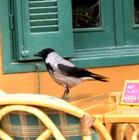 Picture for song 'The Cairo Marriott Crow' by artist 'Flying Tadpole'