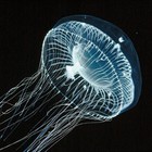 Picture for song 'Glow (Emotionally Unavailable)' by artist 'General X'