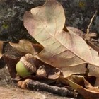 Picture for song 'Crow Road' by artist 'Greymantle Poets'