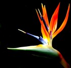 Picture for song 'Anaidea (final mix)' by artist 'Haniak'