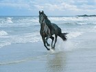 Picture for song 'O SORRISO DA LIBERDADE' by artist 'HELDER VIEGAS'