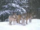 Picture for song 'Wolves Of Winter Hell' by artist 'Human Skum'