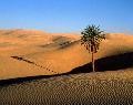 Picture for song 'Sea in the Sahara' by artist 'Island'