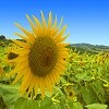 Picture for song 'Life Can Be So Nice (impro)' by artist 'JaySardonic'