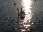 Picture for song 'River Bank Blues' by artist 'Jimbow Uno'