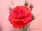 Picture for song 'The Flower' by artist 'Jim Sexton'