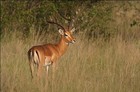Picture for song 'Impala' by artist 'john keller (ger)'