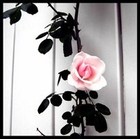 Picture for song 'The Rose' by artist 'JT Instrumentals'