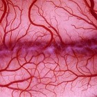 Picture for song 'Under Your Skin' by artist 'Kid Bravo'