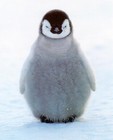 Picture for song 'SPP (Satanicaly Posessed Penguins)' by artist 'Kilon'
