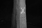 Picture for song 'Reality' by artist 'KittenBoy'