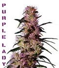 Picture for song 'Purple Lady (Rap)' by artist 'Krown Kreationz'