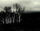 Picture for song 'Will You Rest Here With Me' by artist 'Lady Crimson Rose'