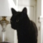 Picture for song 'Sines' by artist 'Larry Ludwick'