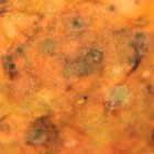 Picture for song 'liquid' by artist 'lei benders'