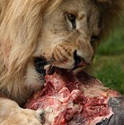 Picture for song 'Young Dro would kill this shhh' by artist 'Lion's Den Records Production'