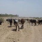 Picture for song 'Gravel Road' by artist 'Little Red King'