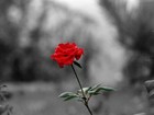 Picture for song 'Where is My Rose feat. AJM' by artist 'Luckie MP'