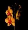 Picture for song 'Orchid (demo)' by artist 'macintard'