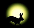 Picture for song 'EL CONEJO Y LA LUNA' by artist 'Marco Antonio'
