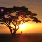 Picture for song 'Sarengeti ::FREE DL::' by artist 'Masterpiece Music'