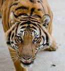 Picture for song 'PlayerZ Ft. Nomak - ÁÖ§¹Ñé¹ÅÐ ( ¡Ù¾Ù´¡ÑºÁÖ§ ) DeMo' by artist 'McPlayerZmusic'