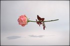 Picture for song 'Z-S- Happy Memories( Photo Pascal Renoux)' by artist 'Mejazzz'