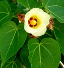 Picture for song 'the Wind and the Sun' by artist 'Michael Burger'