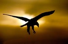 Picture for song 'fly away' by artist 'MIKE REYNOLDS BAND'