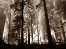 Picture for song 'Ancient Forest' by artist 'Morten Malvik'