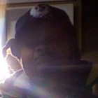 Picture for song 'Love it or leave it' by artist 'Mr Wattamouth'