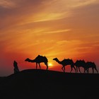 Picture for song 'Desert nights' by artist 'Mystery Muse'