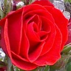 Picture for song ''A Soldier's Call'/W Becky Monnier' by artist 'Nadia Cripps'