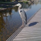 Picture for song ''Feeling Nostalgic'/W Kristian Borresen' by artist 'Nadia Cripps'