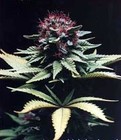 Picture for song 'We Gets High' by artist 'NippOnDaMic'