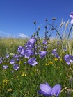 Picture for song 'Campanula' by artist 'Ocero'