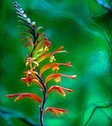Picture for song 'FLORA' by artist 'OLEG GALKIN'