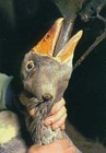 Picture for song 'geese around the saucer' by artist 'one mans band'
