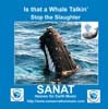 Picture for song 'Is that a Whale Talkin' - (Stop the Slaughter)' by artist 'ORION MUSIC AUSTRALIA'