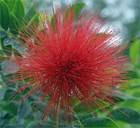 Picture for song 'MAGGIE' by artist 'Paul Aleman'