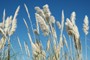Picture for song 'Dance with the wind' by artist 'Peruvian Blue'