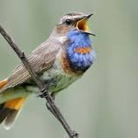 Picture for song 'The Nightingale ' by artist 'Peter Kosta's Galaxy Rock Band'