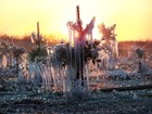 Picture for song 'Cuyama' by artist 'Phanta Sci'