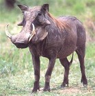 Picture for song 'Warthog' by artist 'Philterman'